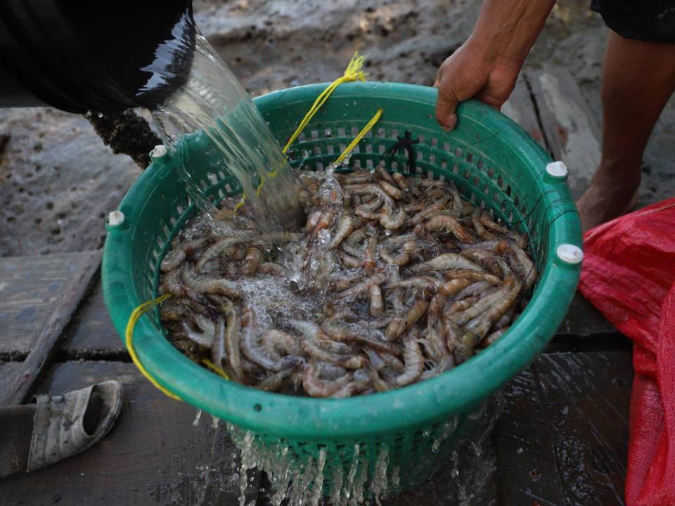 Camaroneros alegaron que el tema que aleja la exportación del camarón al mercado chino es el precio y no los aranceles.