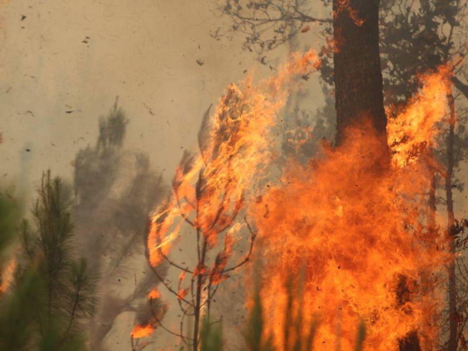 Las fuertes llamas de los incendios forestales causan severos daños en los bosques.