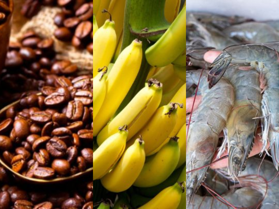 En 2023, el café, banano, aceite de palma, camarones y legumbres/frutas cocidas sumaron 3,100.1 millones de dólares en 2023.