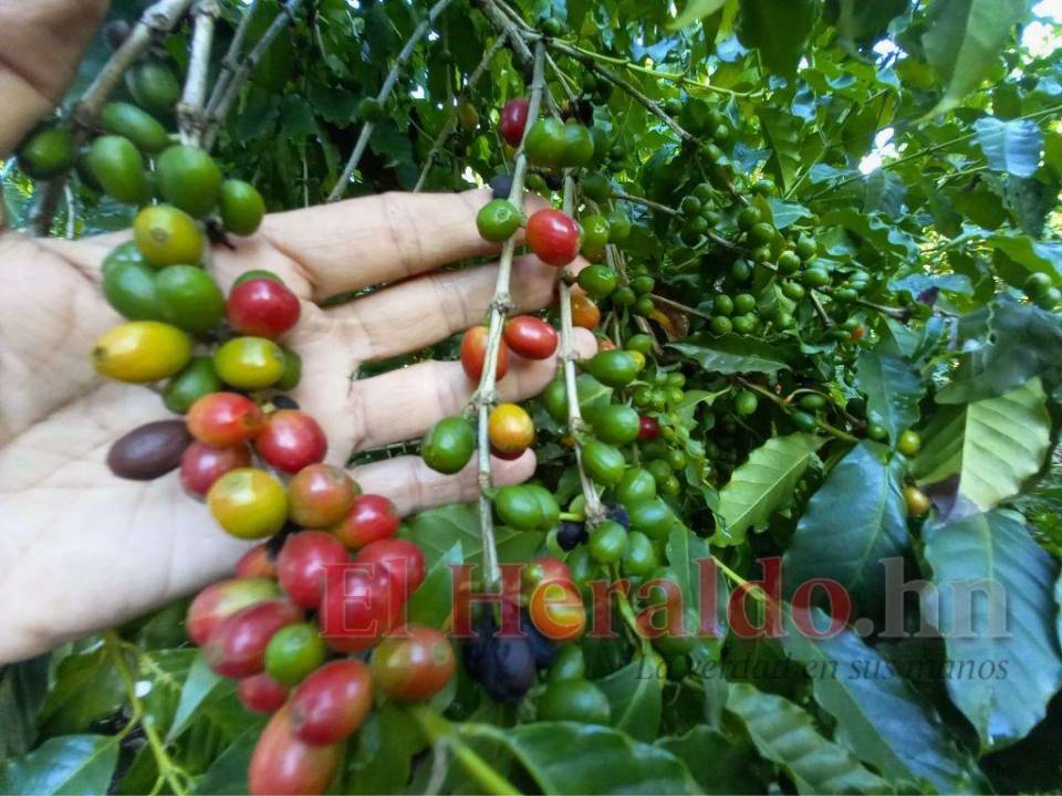 7,594,000 sacos de 46 kilos era la meta inicial de exportación de café para la presente cosecha, la que se redujo a 6,619,072 quintales, de acuerdo con el Ihcafé.