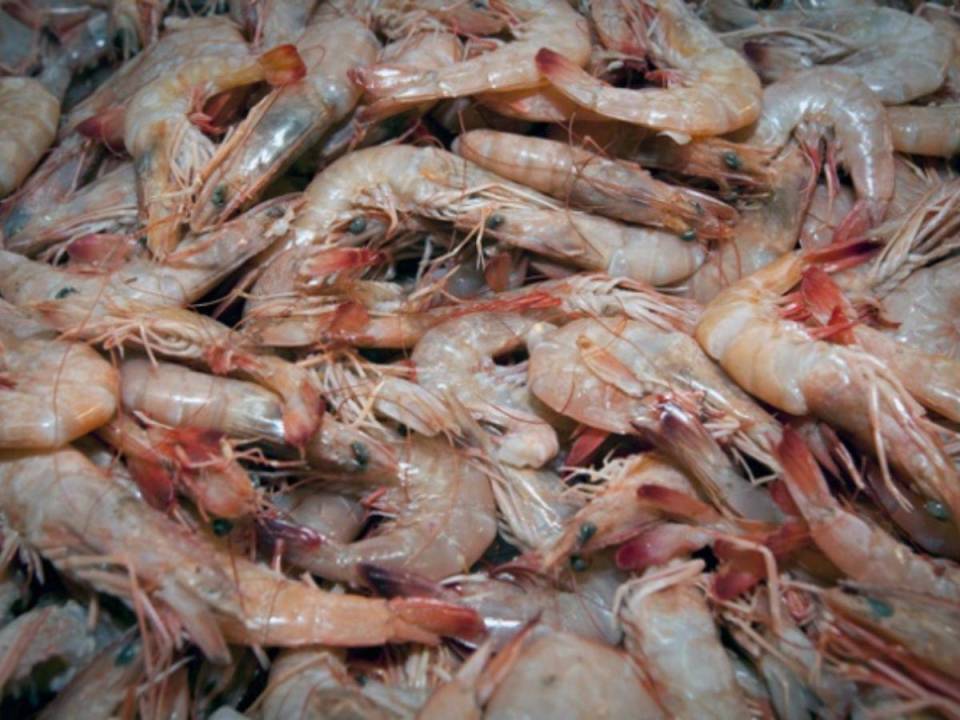 En Taiwán y México la exportación del camarón al mercado ha tenido una fuerte caída en los primeros cuatro meses del año.
