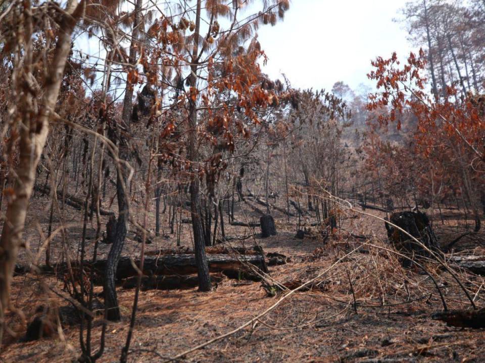 El bosque joven es el que más daños sufre durante los incendios forestales en La Tigra.