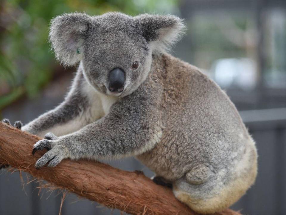 Las organizaciones de conservación alertan de que los ejemplares de estos marsupiales se hundieron en gran parte del este de Australia en las últimas dos décadas y advirtiendo de que pueden estar precipitándose hacia la extinción.