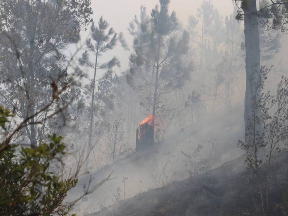 Devastación en La Tigra: Así se ve la zona afectada por incendio