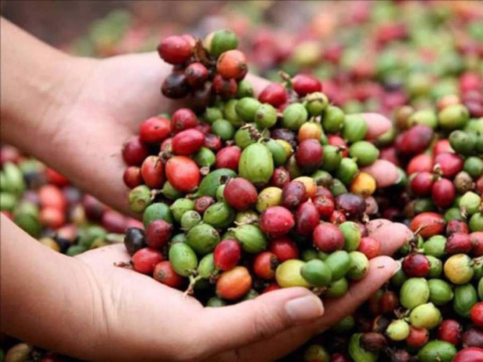 La mayor parte del café hondureño ha sido comprado por países como Estados Unidos y Alemania.