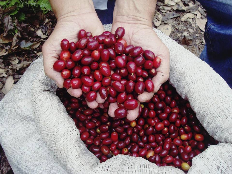 <i>Cosecha de variedades arábicas como Catuaí y Bourbon en la Finca Seis Valles, destacando su compromiso con el cultivo sostenible del café.</i>
