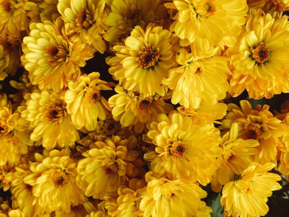 Cientos esperan con ansias recibir sus flores amarillas cada 21 de marzo.