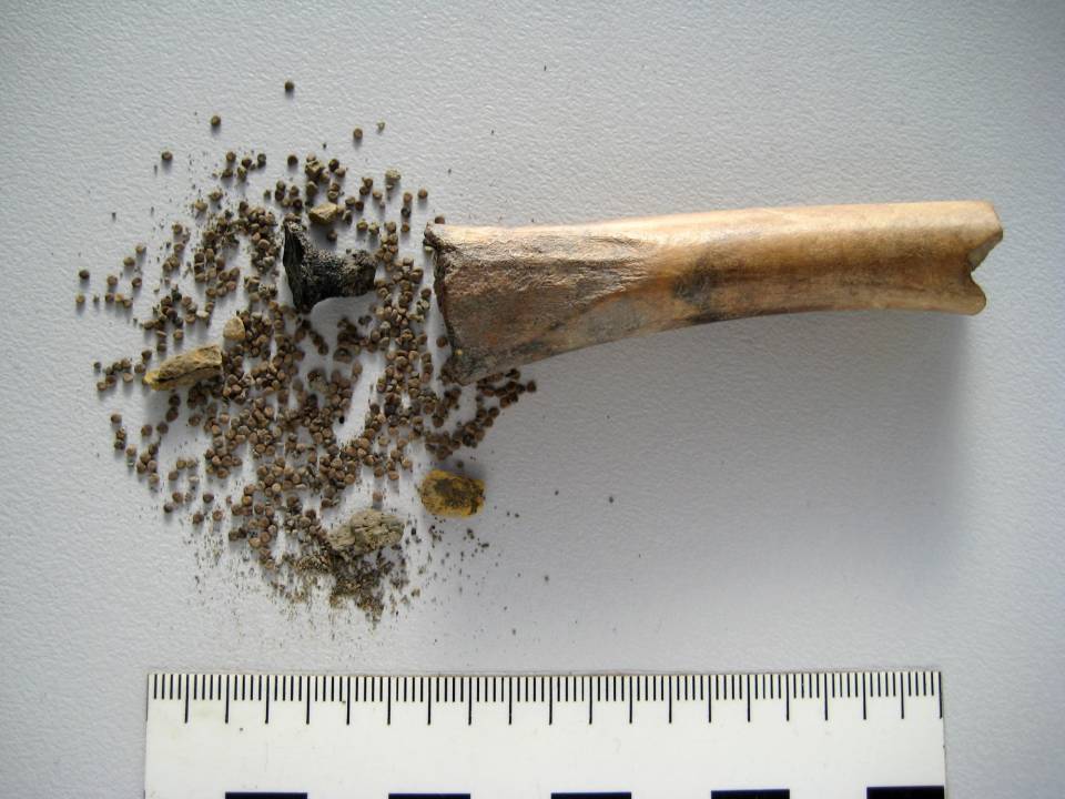 Un envase de hueso que data de entre el 70 y el 100 d.C. contenía cientos de semillas de beleño negro. (BIAX Consult)