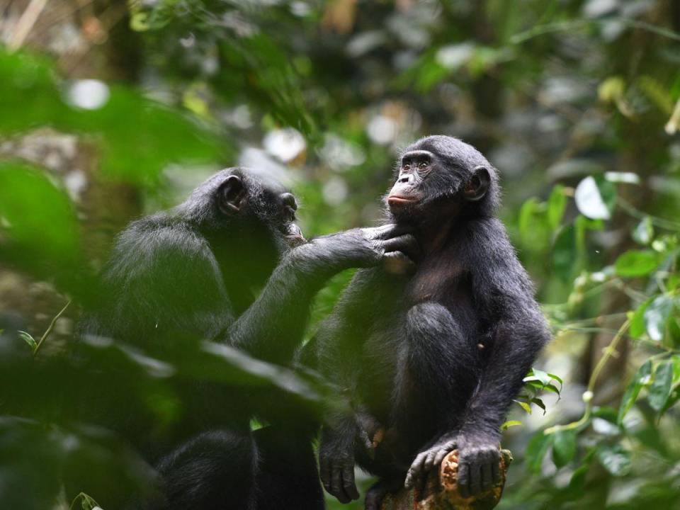 Una hembra bonobo adulta acicala a un macho adolescente de un grupo vecino en la Reserva Kokolopori Bonobo en la República Democrática del Congo.