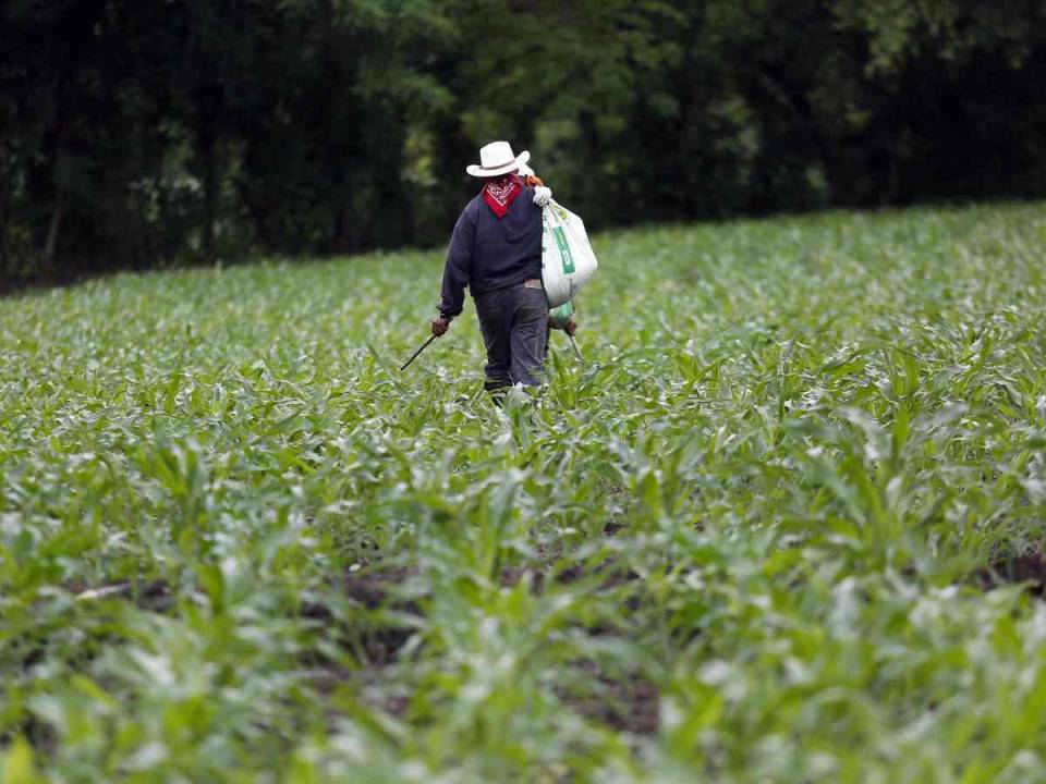 La inseguridad alimentaria es un problema que los gobiernos no han tenido la capacidad de superar, poniendo a toda una población en un continúo riesgo.