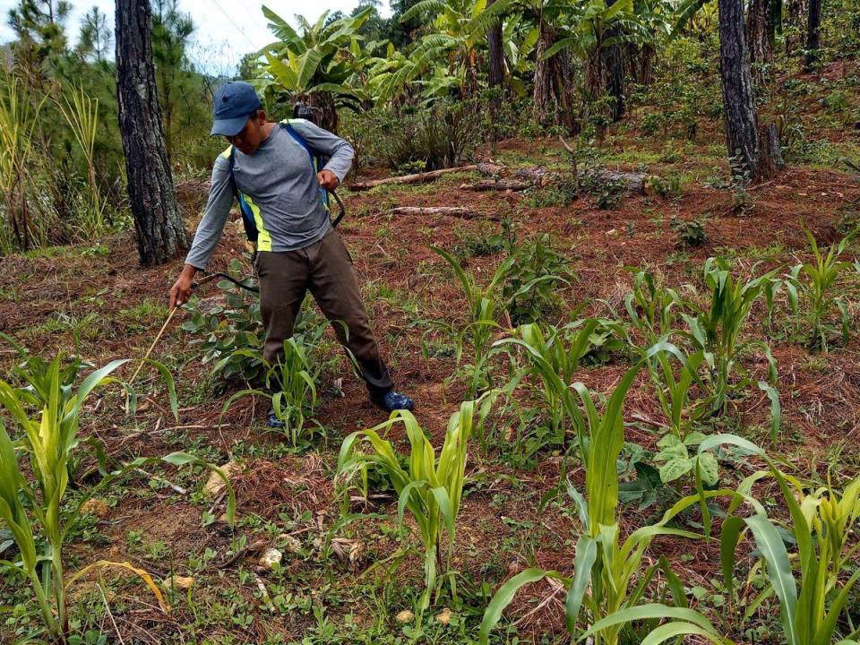 Los alcaldes de Lempira y de Intibucá relataron que los campesinos que sembraron con las primeras lluvias de abril y mayo perdieron sus cultivos porque dejó de llover, y ahora con la reanudación del invierno están temerosos de experimentar la misma situación.