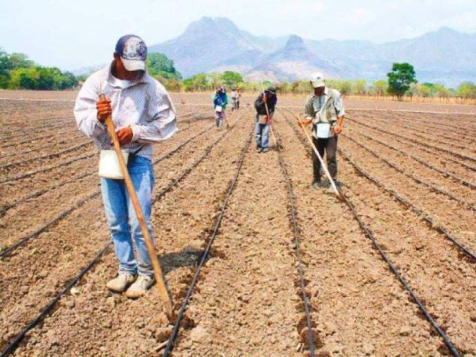 Campesinos preparan la tierra para a siembra de maíz de primera que comienza en mayo.