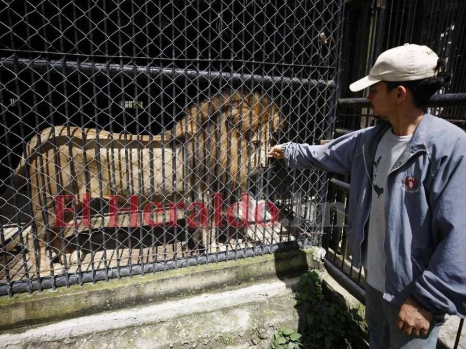 El león Simba está en una jaula sellada con malla, pero se les pide a los turistas no tocarla para evitar incidentes como el de hace unas semanas.