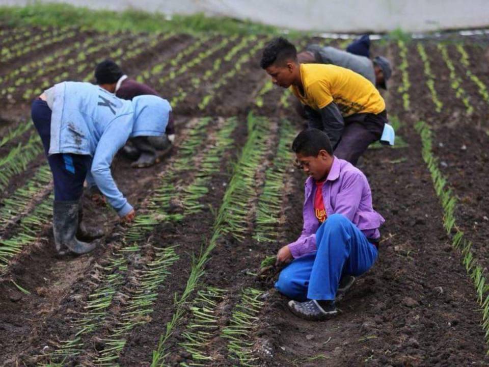 Verduras como el cebollino, la lechuga, repollo y coliflor requieren cuidados durante el proceso de producción, pues el exceso de agua puede causar pérdidas a los campesinos.