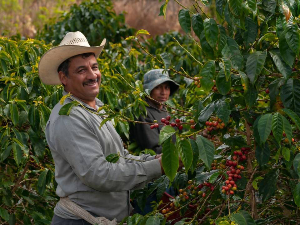 <i>Las regiones cafetaleras de Honduras son conocidas por producir granos de café de alta calidad con perfiles de sabor distintivos.</i>