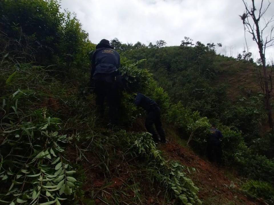 Destruyen extensa plantación de droga en La Mosquitia hondureña