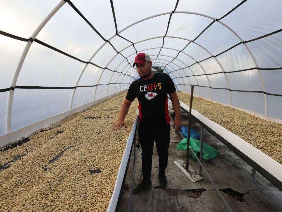 Luego de un largo proceso de tratamiento, el café uva pasa a café en pergamino seco, listo para la exportación a los diferentes mercados del mundo.