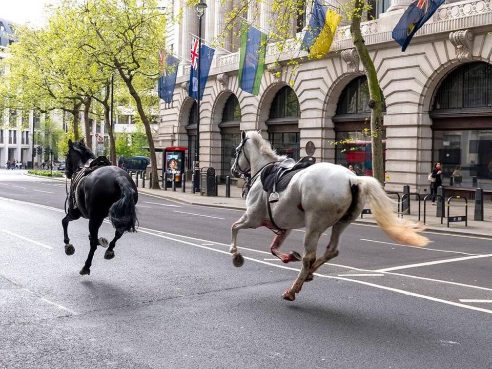 Todos los caballos fueron finalmente controlados y devueltos, pero tanto empleados como caballos resultaron heridos y están recibiendo tratamiento médico.