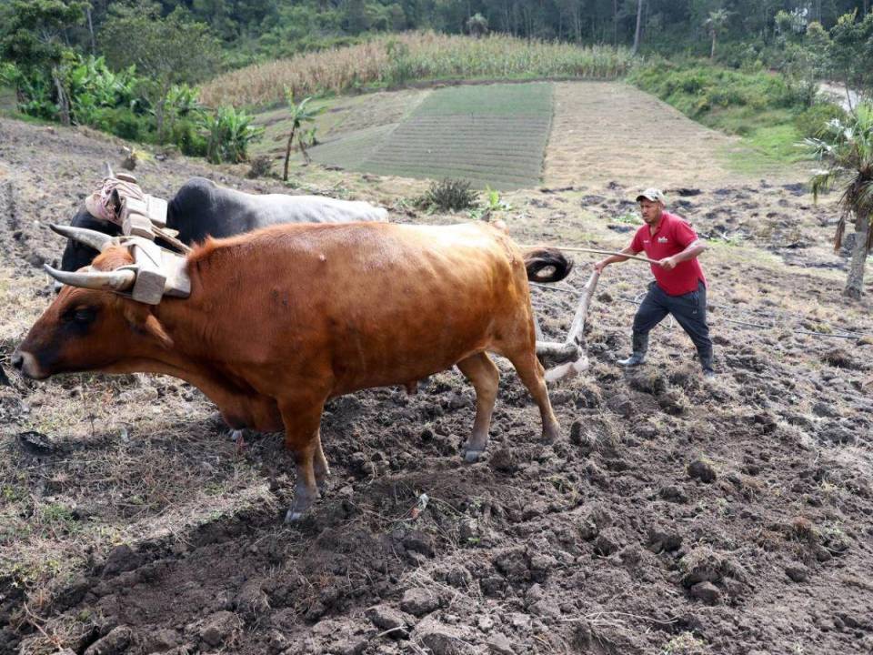 Los campesinos preparan la tierra para sembrar en las primeras lluvias que caerán en la segunda mitad de mayo, según lo pronosticó Cenaos.