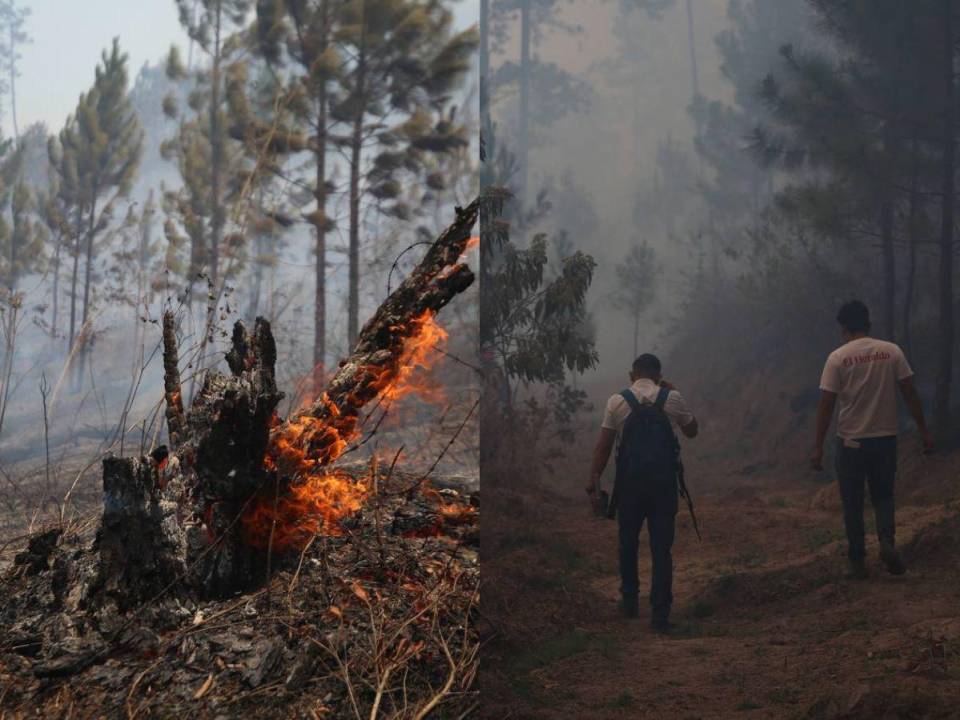 Un equipo de EL HERALDO se adentró hasta el Parque Nacional La Tigra, donde se encontró un ambiente lleno de bruma producto del humo, numerosos árboles quemados y la lucha ardua del Cuerpo de Bomberos y otras instituciones para sofocar las llamas que continúan activas en la zona de refugio. A continuaciones las imágenes captadas por este rotativo.