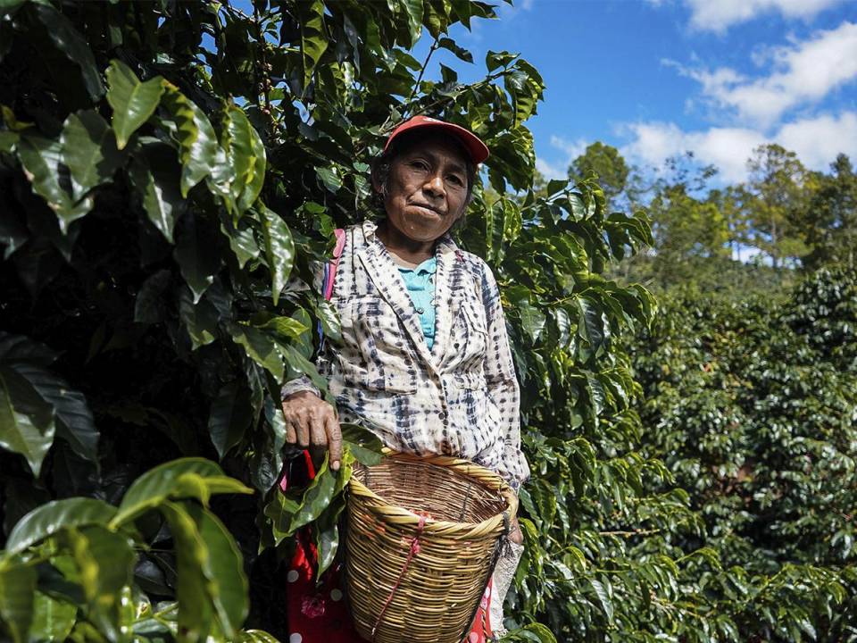 <i>El café hondureño adquiere un rostro femenino, celebrando la destacada presencia de la mujer en la industria cafetalera nacional. </i>