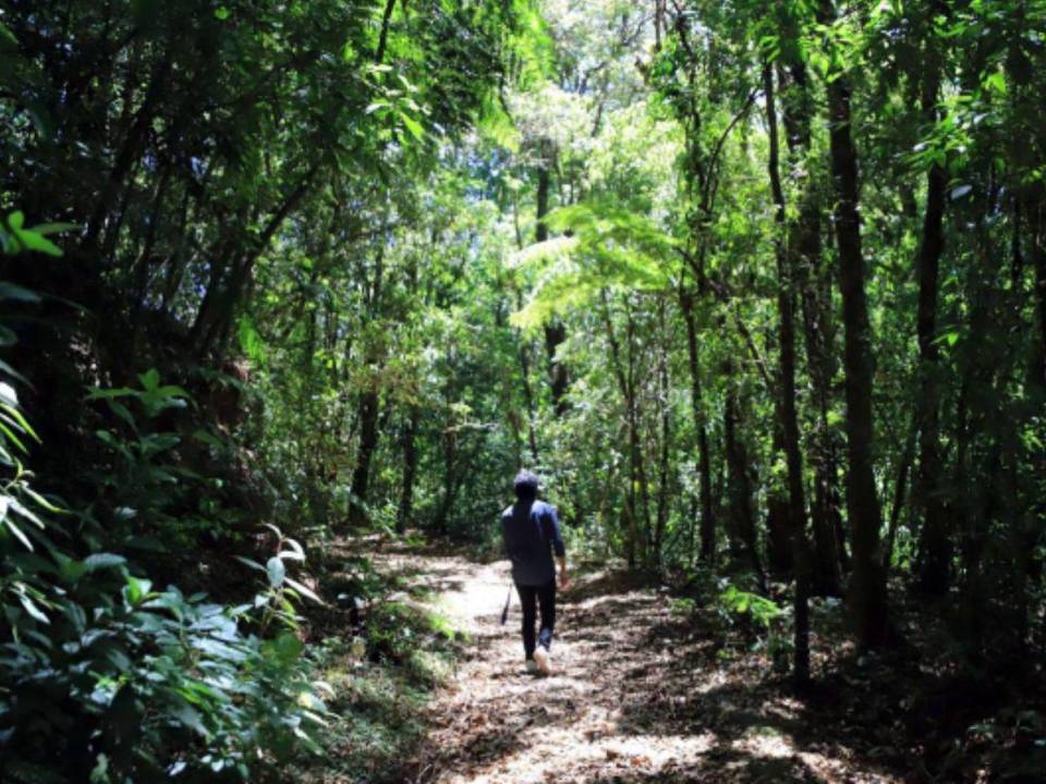 La conservación de la biodiversidad es uno de los grandes desafíos que enfrenta Honduras.