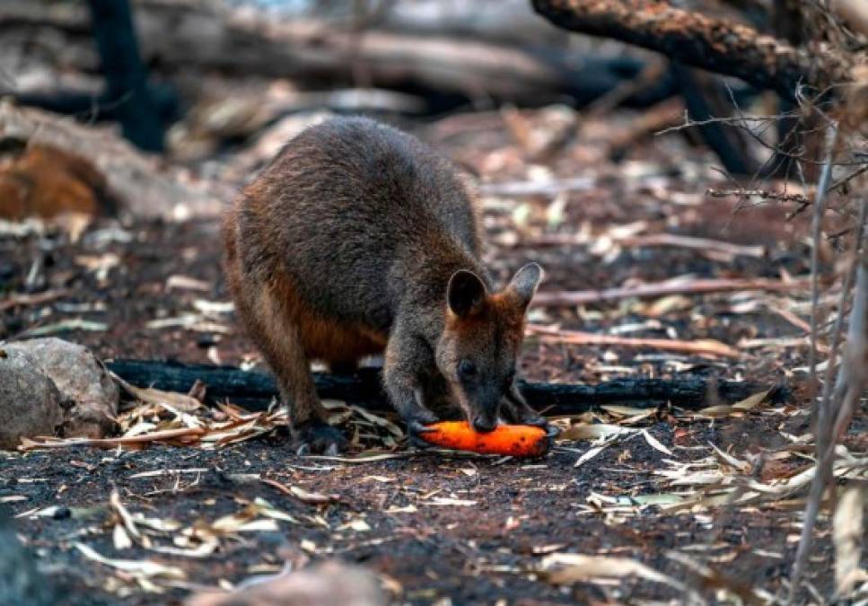 FOTOS: Desolación en Australia tras voraces incendios que destruyeron todo a su paso