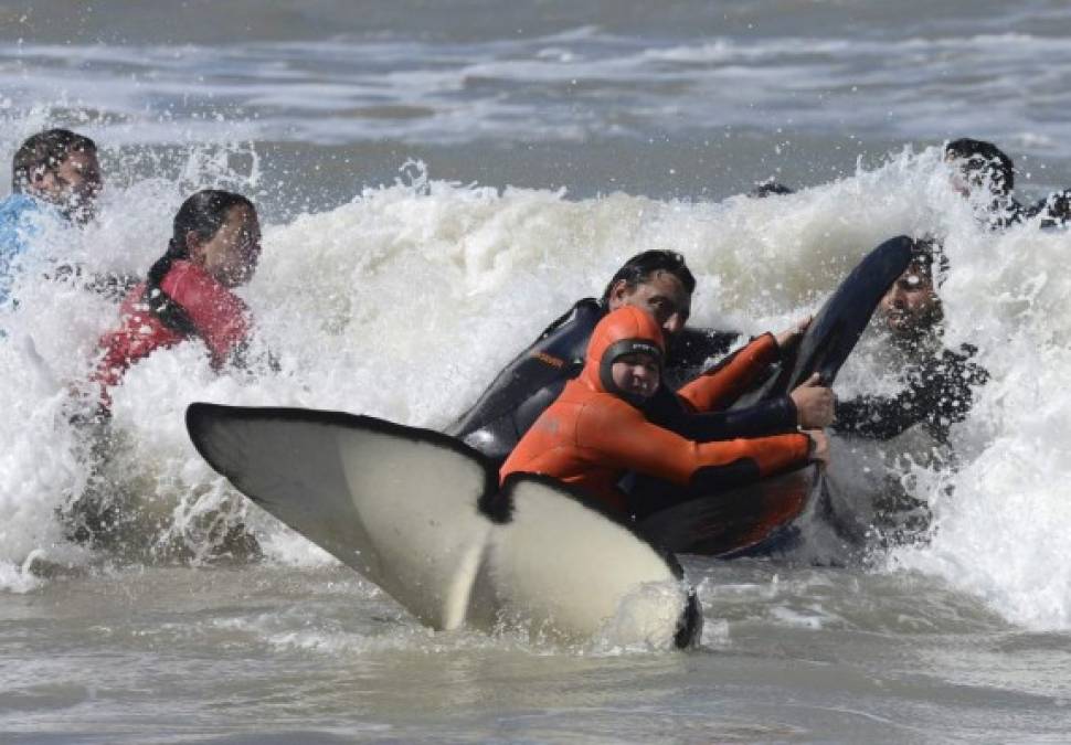 FOTOS: El impresionante rescate de 6 orcas varadas en Mar Chiquita