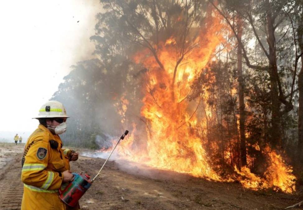 ¡Imágenes que duelen! Incendios siguen arrasando con bosques y animales de Australia