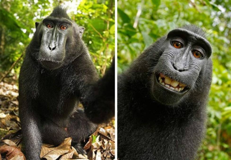 Galería: ¿Quién dice que los animales no pueden tomarse selfies?