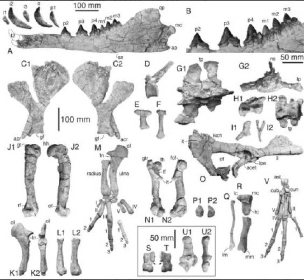 Descubrimiento de fósil de ballena de cuatro patas sorprende en Perú