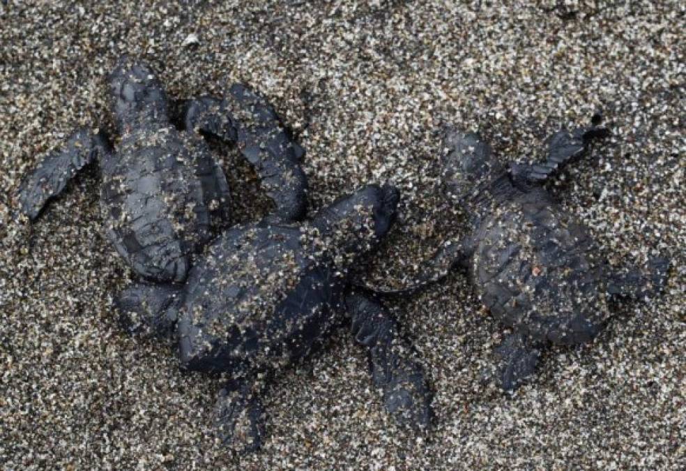 FOTOS: Así se protege la vida las tortugas golfinas en las playas del sur de Honduras