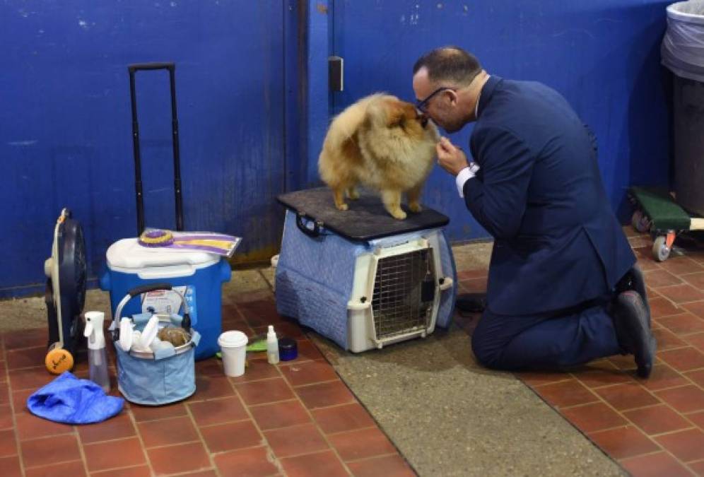 Las divertidas fotos del concurso Westminster Dog Show en Nueva York