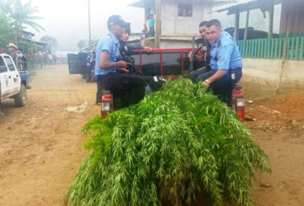 Destruyen extensa plantación de marihuana en aldea de Copán
