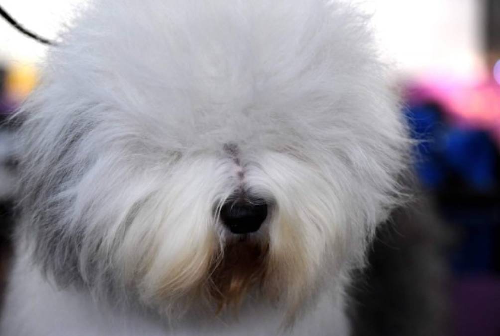 Las divertidas fotos del concurso Westminster Dog Show en Nueva York