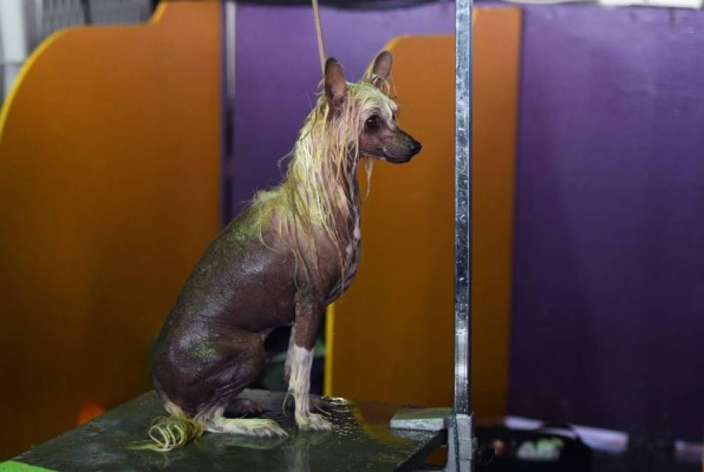 Las divertidas fotos del concurso Westminster Dog Show en Nueva York