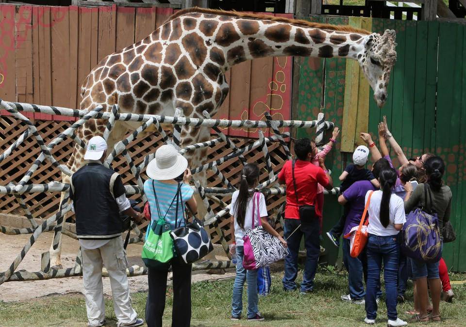 Reconocida por los visitantes como una verdadera joya del Zoológico Joya Grande, Big Boy se ganaba el cariño de los visitantes con su noble mirada y sus poses ante el público.