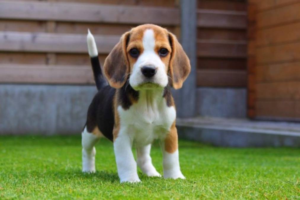 El top 10 de las razas de perros más bellas del mundo