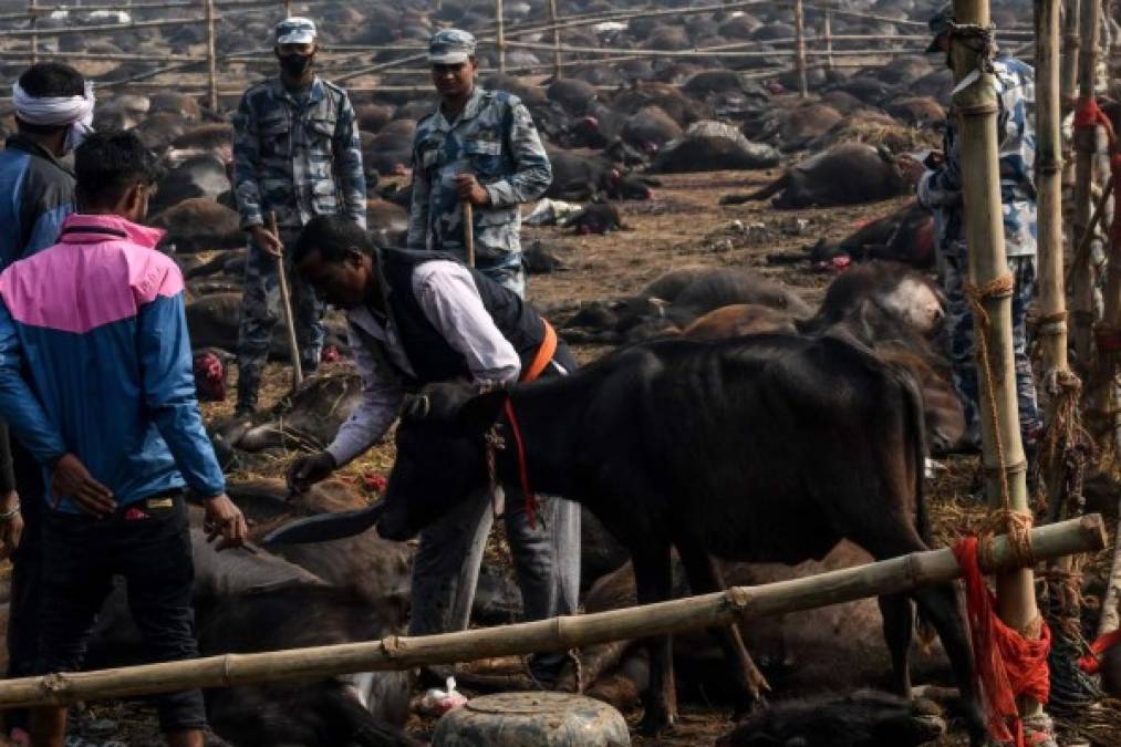 FOTOS: El dantesco ritual en el que degollaron a 300 mil animales en Nepal