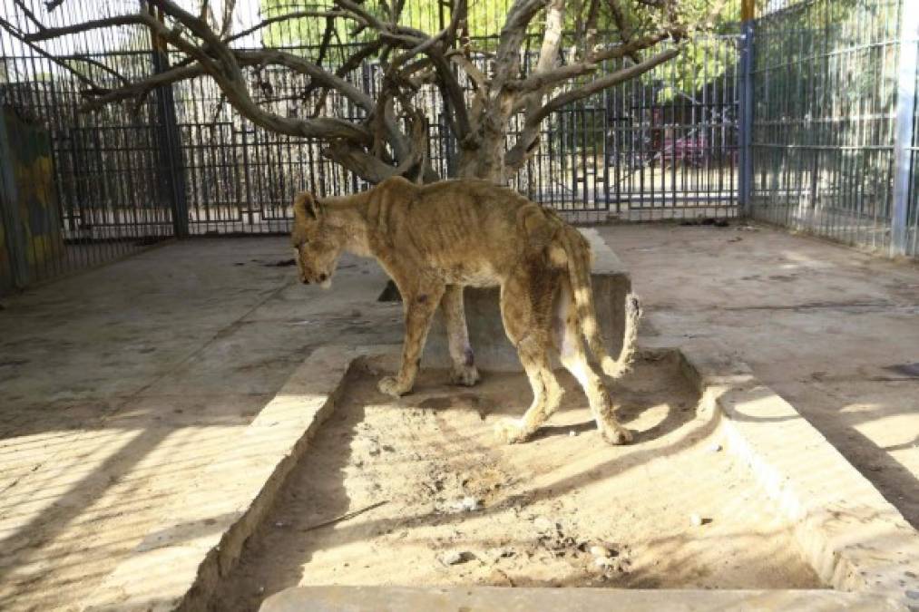 Desgarradoras imágenes de leones en extrema desnutrición en Sudán; hoy falleció uno