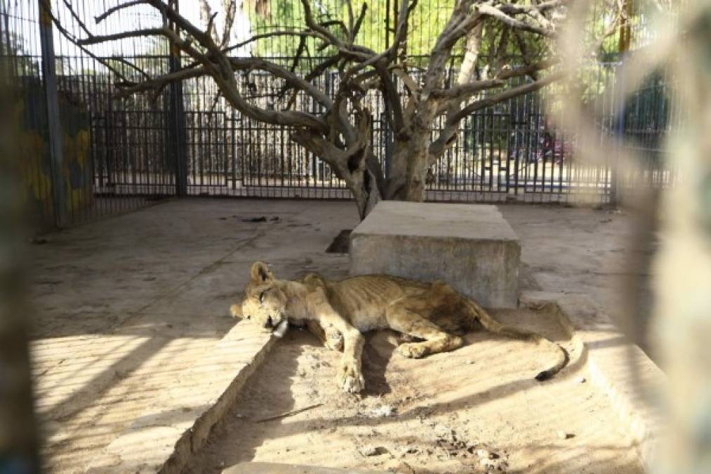 Desgarradoras imágenes de leones en extrema desnutrición en Sudán; hoy falleció uno