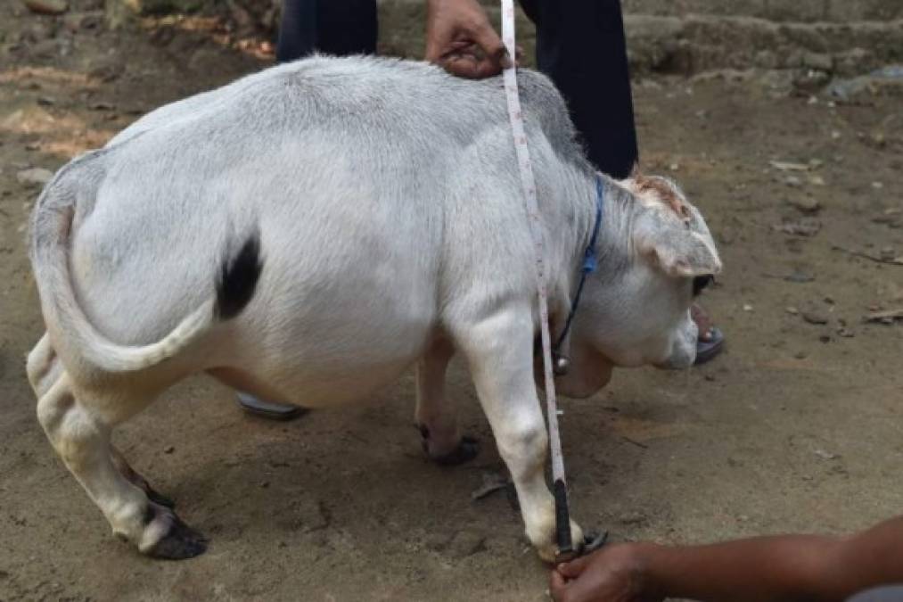 Rani, la vaca más enana del mundo que provoca sensación en Bangladés (FOTOS)
