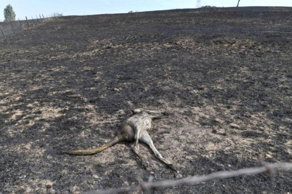 ¡Imágenes que duelen! Incendios siguen arrasando con bosques y animales de Australia