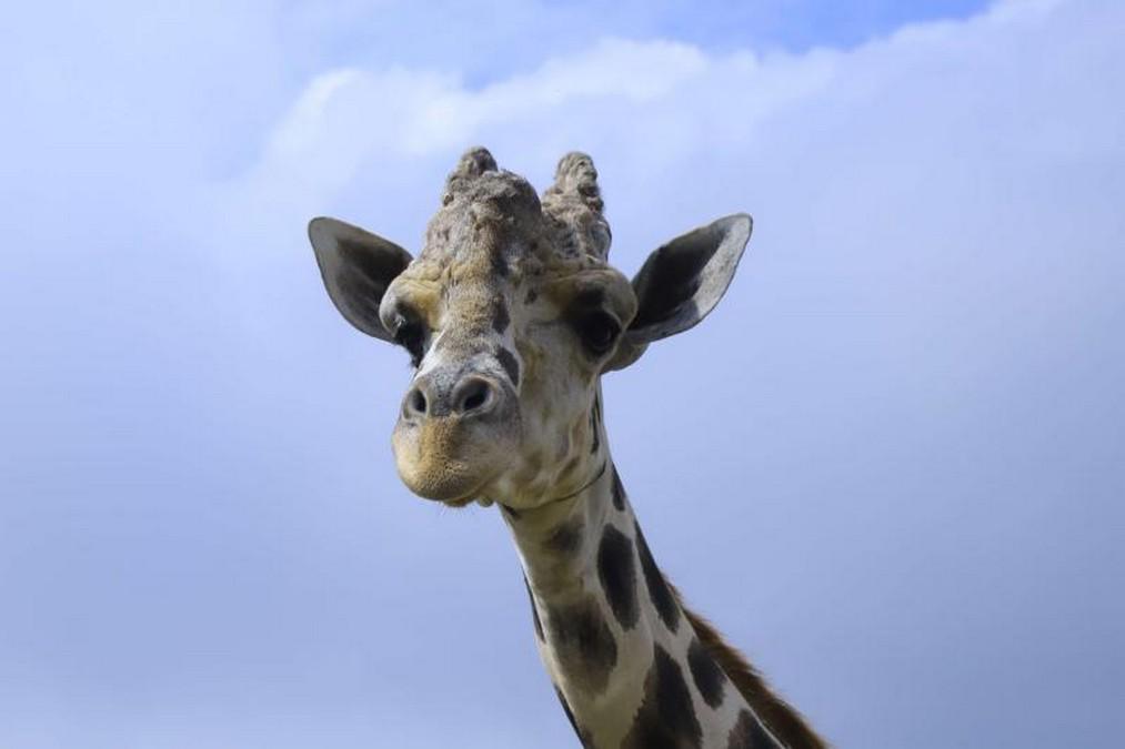 Admirada y consentida por los visitantes: así era la jirafa Big Boy, una valiosa joya de Joya Grande