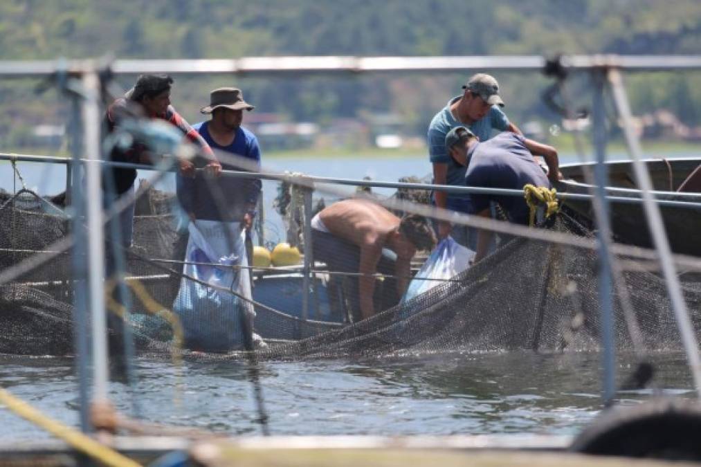 Lago de Yojoa, una parada obligatoria para degustar un rico pescado frito