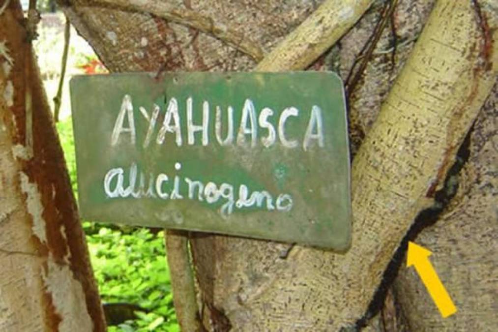 La ayahuasca, un té medicinal y alucinógeno que provoca un viaje “infernal”