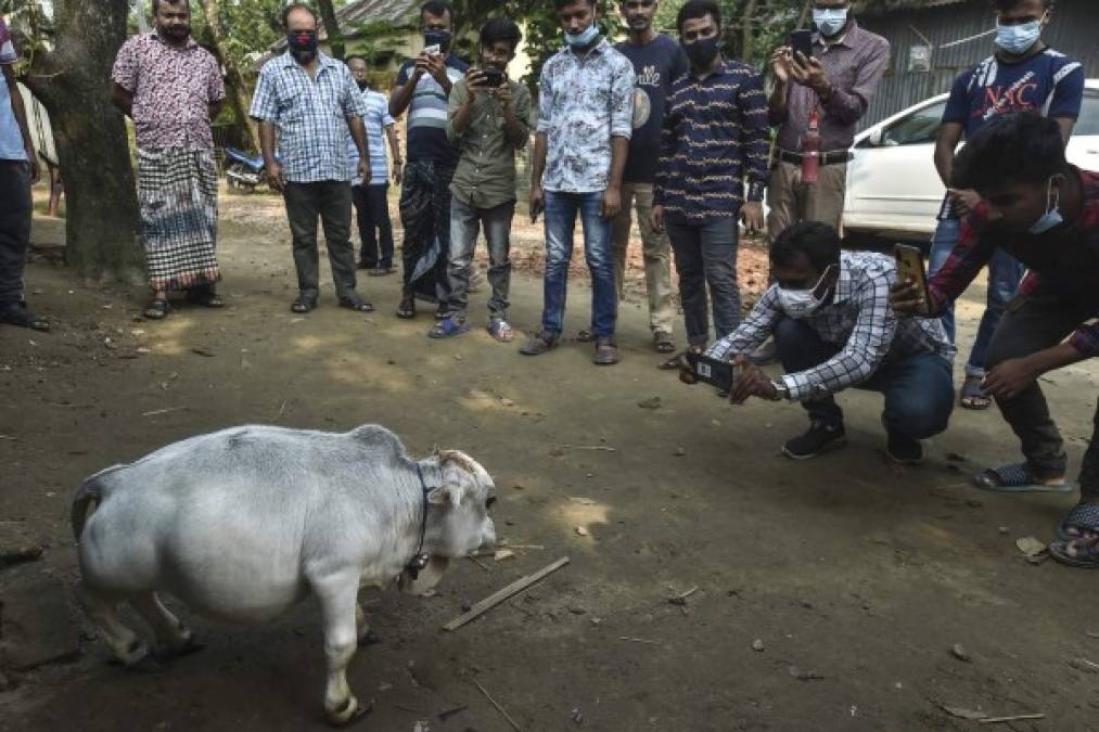 Rani, la vaca más enana del mundo que provoca sensación en Bangladés (FOTOS)