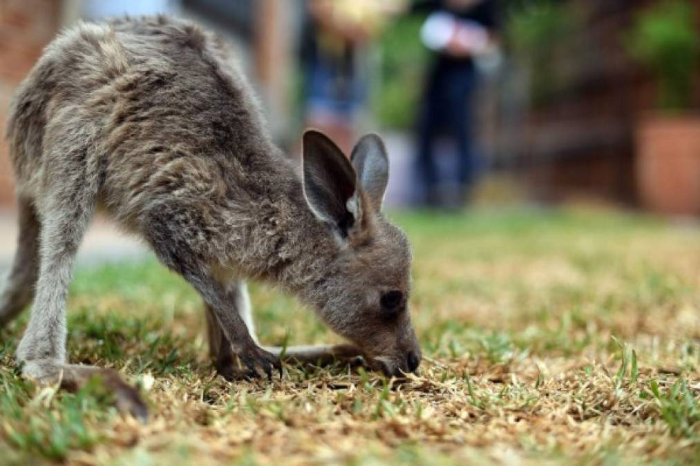 'Suerte', el valiente bebé canguro rescatado de los incendios en Australia