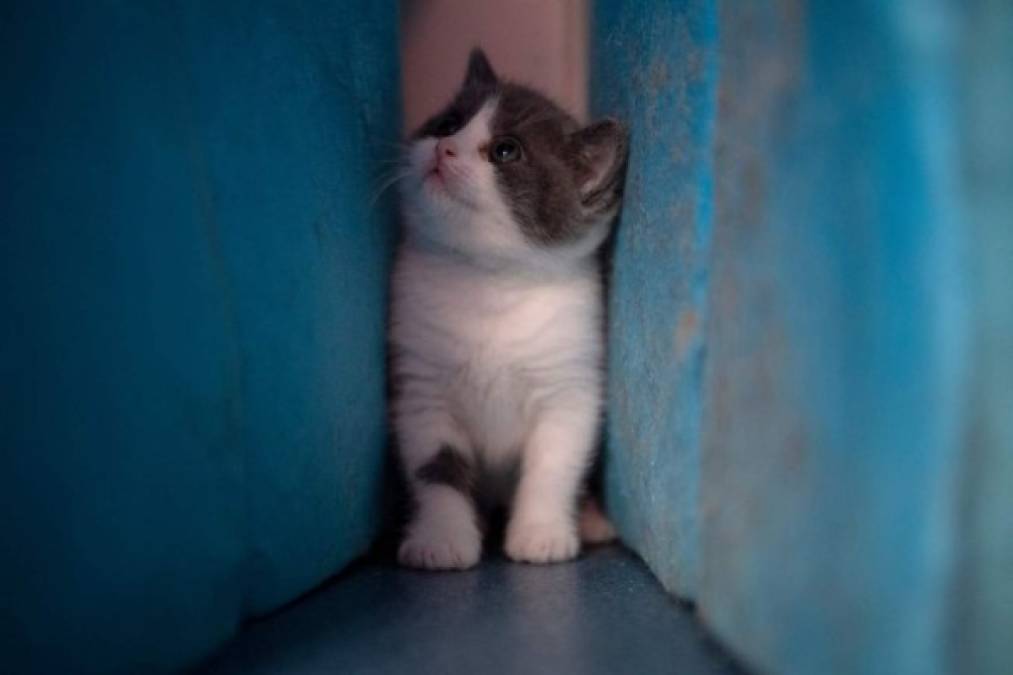 FOTOS: Así es Ajo, el primer gatito clonado en China