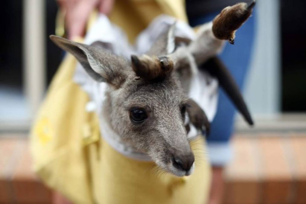 'Suerte', el valiente bebé canguro rescatado de los incendios en Australia